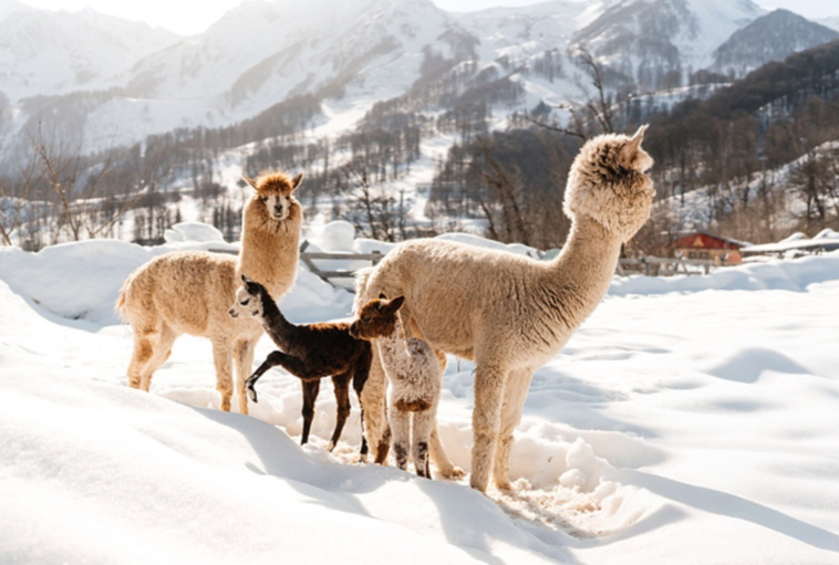 В горах Сочи родились детеныши альпак с редким серебристым окрасом