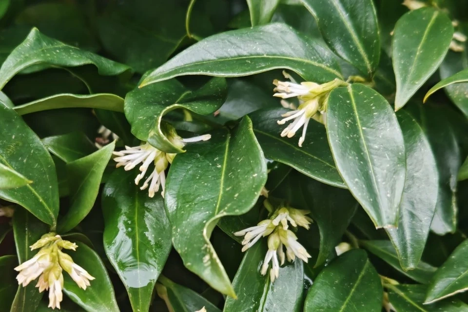 � ���� ������ �������� � �������� ������� �����