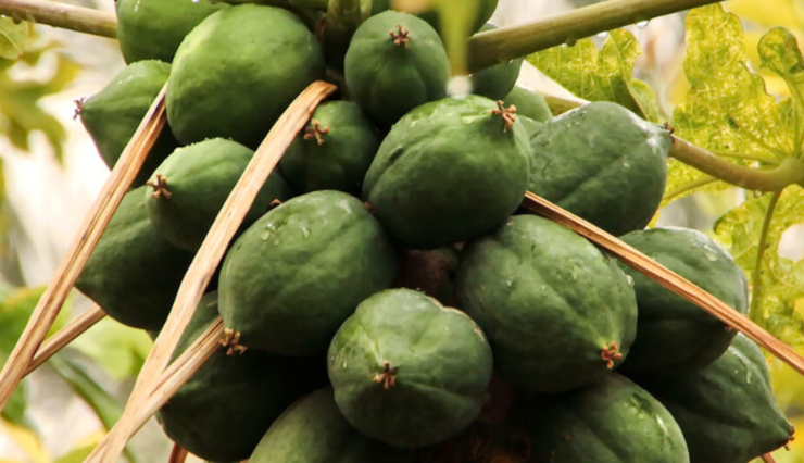 В Сочи к концу года завершат эксперименты по оптимизации почв для тропических культур