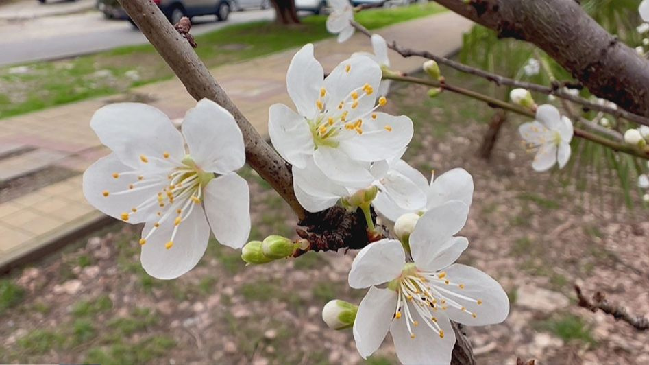 В Сочи зацвела алыча