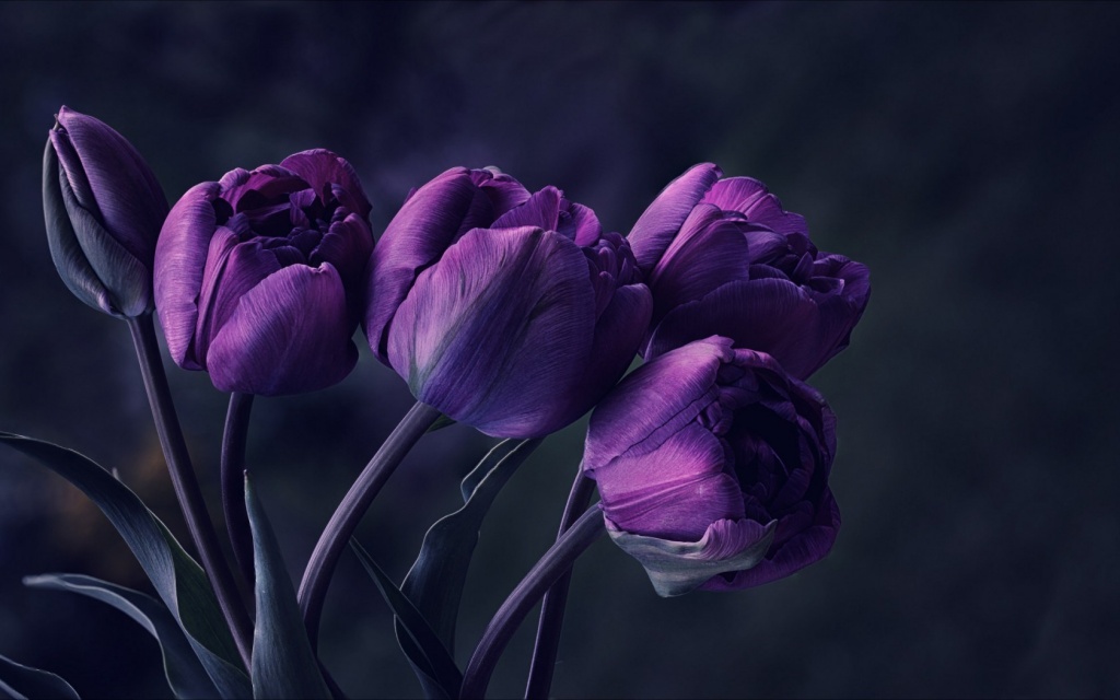 mystery-flower-night-dark-tulips-purple-petals-photo-beautiful-wallpaper (1).jpg