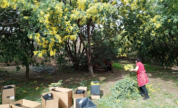 В Сочи начался сбор цветов мимозы к 8 Марта