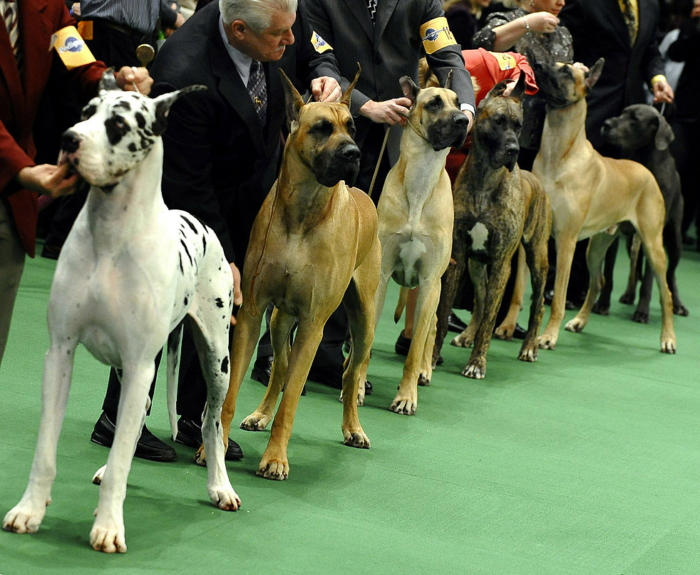 Крупная выставка собак пройдёт в Сочи
