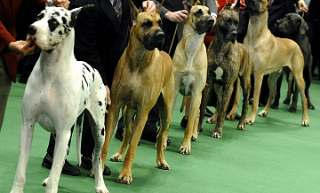 Крупная выставка собак пройдёт в Сочи