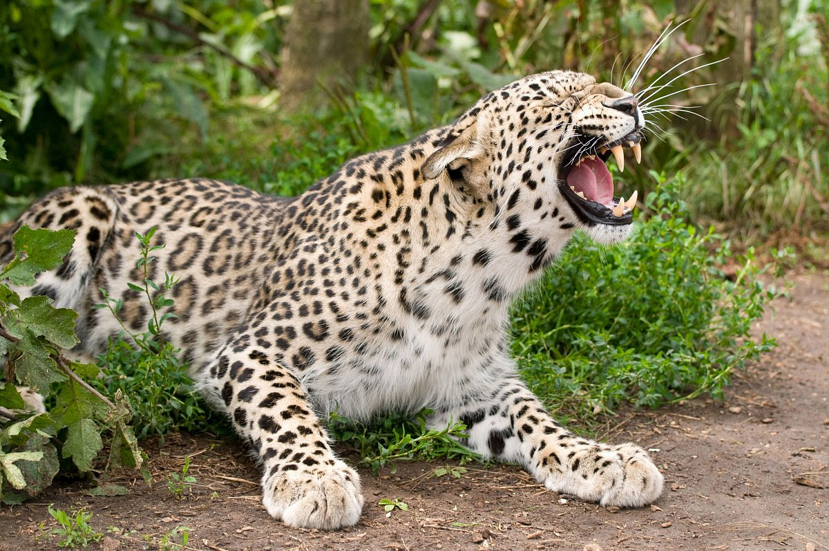 Сочинский национальный парк выпустит леопардов в дикую природу Кавказа