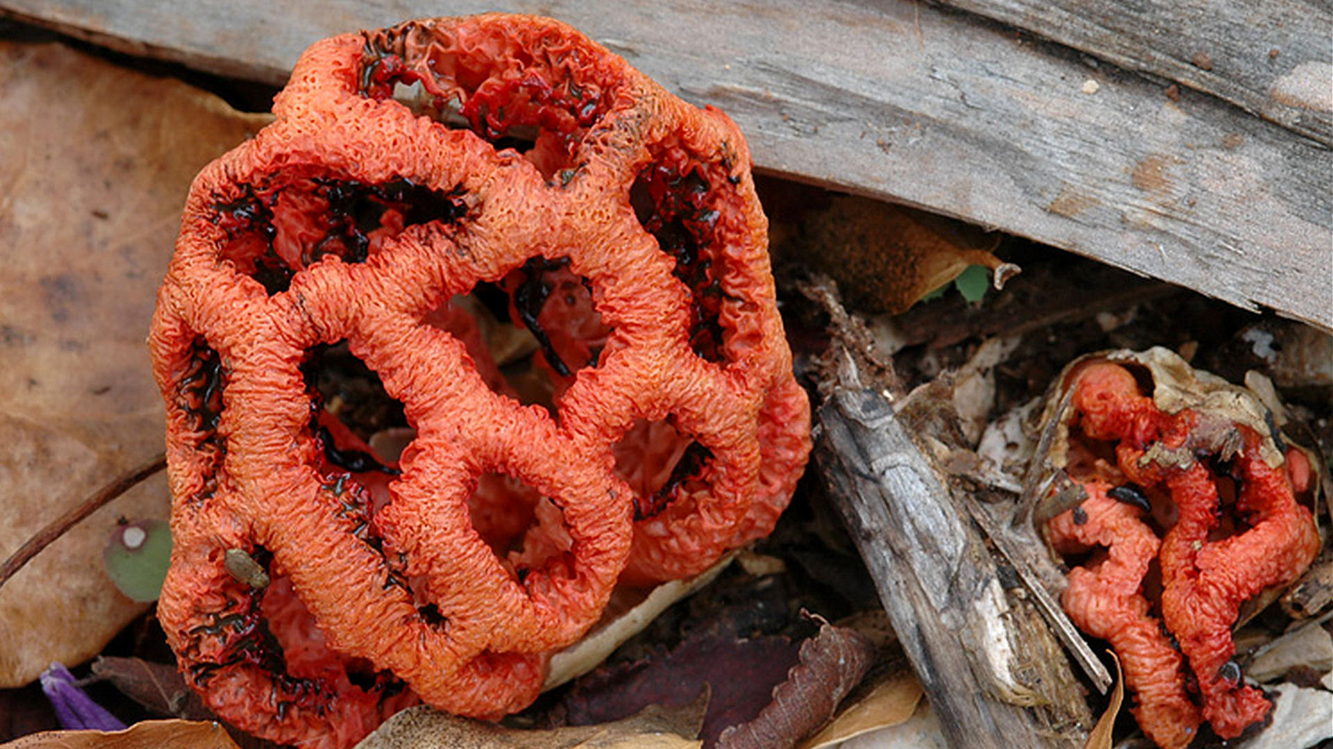 Жителям Сочи угрожает разрастание ядовитого гриба решеточника