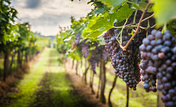 Винограднопригодные земли нельзя будет переводить под жилье
