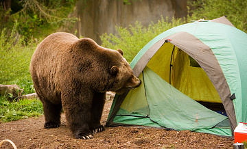 В Сочи медведи напали палатки туристов