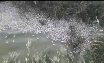 В Краснодарском крае зафиксирован массовый мор рыбы