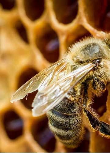 В бабье лето защитим медоносных пчёл