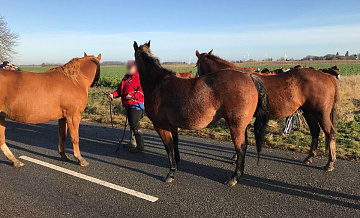 Табун лошадей остановил движение на трассе в Сочи